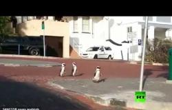 طيور البطريق تظهر في جنوب إفريقيا