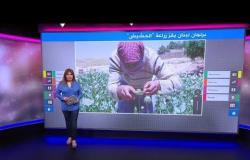 أول بلد عربي يقنن زراعة الحشيش 
