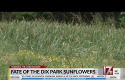 Fate of Dix Park sunflowers uncertain
