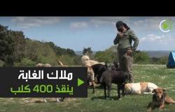 ملاك الغابة يعتني بـ400 كلب في تركيا