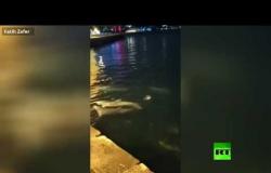 بالفيديو.. الدلافين تبهج أهالي اسطنبول