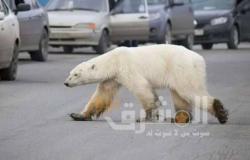 وزارة البيئة الروسية تحذر من مصادفة حيوانات برية خطيرة