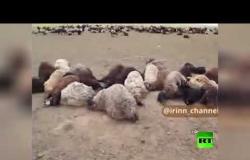 نفوق ألف رأس ماشية جراء صاعقة في إيران