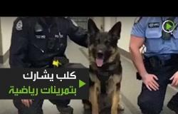 كلب الشرطة يشارك بالتمرينات الرياضية