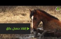 إنقاذ حصان علق في مستنقع