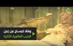 رحيل تمساح من زمن الحرب العالمية الثانية