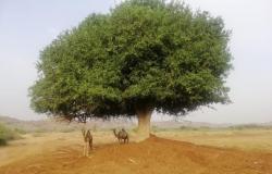 جازان .. "الزراعة" تطلق مبادرة لجمع بذور شجرة الضبر بالعارضة