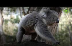 الكوالا الاسترالي يعود لبيته