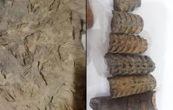 مهتم  يعثر على أحافير في تبوك وتيماء تعود للعصر الأردوفيشي قبل ٤٨٠ مليون سنة