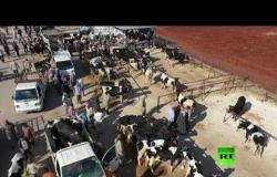 فيديو من سوق الماشية في معرة مصرين بإدلب السورية قبيل عيد الأضحى