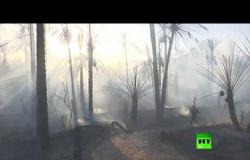 حريق في غابة النخيل في ولاية ورقلة في الجزائر