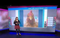 علاج قدمي دجاجة بآلاف الجنيهات يثير فكاهة المصريين