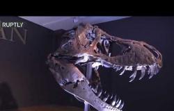 الولايات المتحدة.. مزاد لبيع أكبر الهياكل العظمية المعروفة لـديناصور "T. rex"
