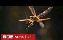 باحث مصري: اهتزاز الحشرات قد يلهم الجيوش بابتكار وسائل جديدة للتجسس