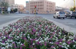 أمانة العاصمة المقدسة تنتهي من زراعة 55 ألف زهرة في طريق المسجد الحرام