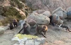 فيديو طريف لقرود بالطائف يتناولون الطعام يجوب وسائل الإعلام العالمية