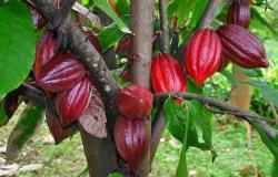 عبر زراعة الكاكاو.. تجارب واعدة لمنتج زراعي متميز في جازان