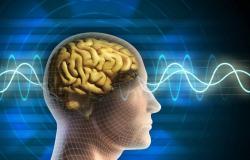 اختراق مذهل.. دراسة طبية تحدد طريقة المخ في بناء "الذاكرة الاستشعارية"