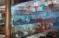 مكة المكرمة.. إغلاق عدد من محلات الطيور والأسماك المخالفة في بلدية الشوقية