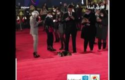 قطة تقتحم السجادة الحمراء في مهرجان القاهرة السينمائي
