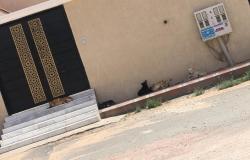 بعد فاجعة الرياض.. كلاب ضالة تتربص بمواطن وأسرته وتمنعه من دخول منزله بالطائف