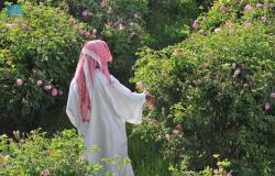 فريق متخصص من دارة الملك عبدالعزيز يوثّق مزارع الورد الطائفي