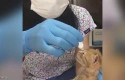 بالفيديو.. قطة تحمل مولودها المريض وتنقله إلى المستشفى