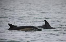بالفيديو.. انجراف عشرات الدلافين النافقة على الشواطئ في غانا