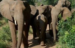 انتقام الطبيعة.. قطيع أفيال يقتل صيادًا في جنوب أفريقيا
