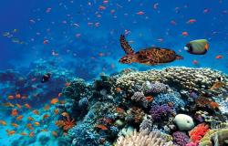 أثرٌ كبيرٌ لجهود المملكة تجاه مكافحة تدهور الأراضي وحماية الشعب المرجانية