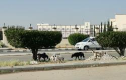 سكان "حوية الطائف": يطالبون بالقضاء على ظاهرة الكلاب الضالة بجوار الجامعة