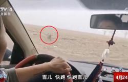 بالفيديو.. نمر سيبيري يهاجم سيارة ويثير الرعب في الصين