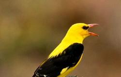 31 نوعاً "قائمة حمراء".. "بيئة مكة" تحتفي بـ"العالمي للطيور المهاجرة"