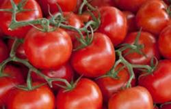 متحدث الزراعة: 50 ألف جنيه تكلفة فدان الطماطم