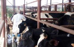 تحصين 116 ألف رأس ماشية ضد الجلد العقدي والجدرى في بني سويف