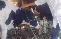 تحصين 134 ألف رأس ماشية بحملة الثروة الحيوانية ببني سويف