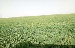 «مصر الخضراء».. استصلاح 1.5 مليون فدان لتقليل الفجوة الغذائية