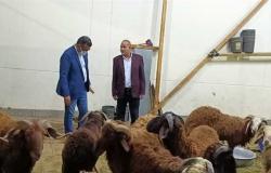 تموين الأقصر: افتتاح شادر خراف عيد الأضحى