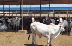 محطة تسمين الماشية ببورسعيد تعلن أسعار بيع العجول الحية والخراف