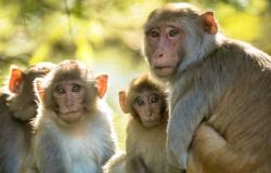 مجموعات من القردة تثير الاستياء في السعودية (تفاصيل)