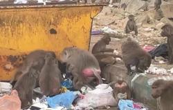 شاهد.. "قطعان القردة" تهدد الأهالي والسياح وتُبعثر النفايات في "مرير النماص".. والبلدية توضح