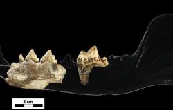 رافقو أشباه البشر قبل 1.8 مليون عام.. دراسة توضح تاريخ اصطحاب الإنسان لكلاب الصيد