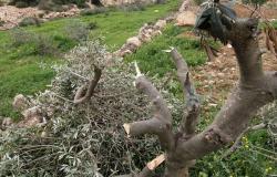 مستوطنون يتلفون المئات من شتلات الزيتون في بلدة الخضر جنوب بيت لحم