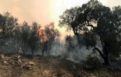 تونس.. اندلاع أكثر من 150 حريقاً خلال 36 ساعة الأخيرة