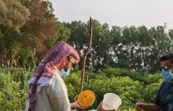 "بيئة مكة" تبدأ متابعة ورصد دودة الحشد الخريفية لاستكشافها في المنطقة والوقاية منها