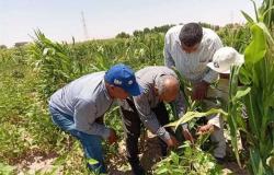 التوسع في زراعة الفول السوداني في الوادي الجديد