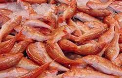 تعرف على أنواع وأسعار الجمبري في سوق السمك ببورسعيد
