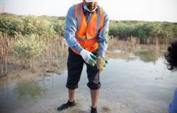 حملة بيئية للعناية بمحميات "نبات المانجروف" بشواطئ ينبع الصناعية