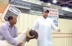 فيديو.. مزاد علني لبيع خروف بقيمة 200 ألف دولار بالكويت