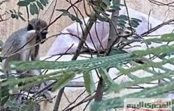 فصل جديد من قصة هروب نسانيس حدائق الأهرام.. كواليس الإمساك بأحدها بعد 65 يومًا (فيديو)